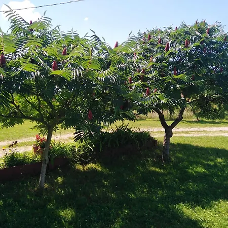 Blossom Cottage - 